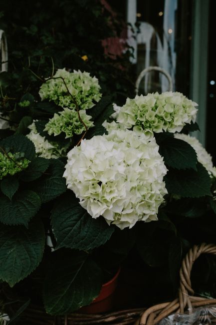 A group of white and pale green hydrangea flowers arranged in a cluster, with large, dark green leaves surrounding them. The hydrangeas have full, rounded blooms with densely packed petals. They are p